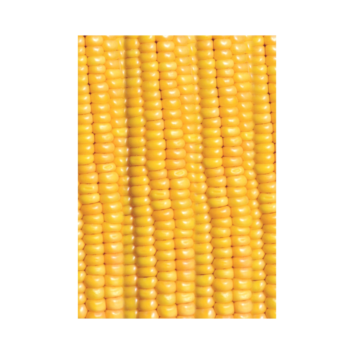 Corn Cob Garden Flag